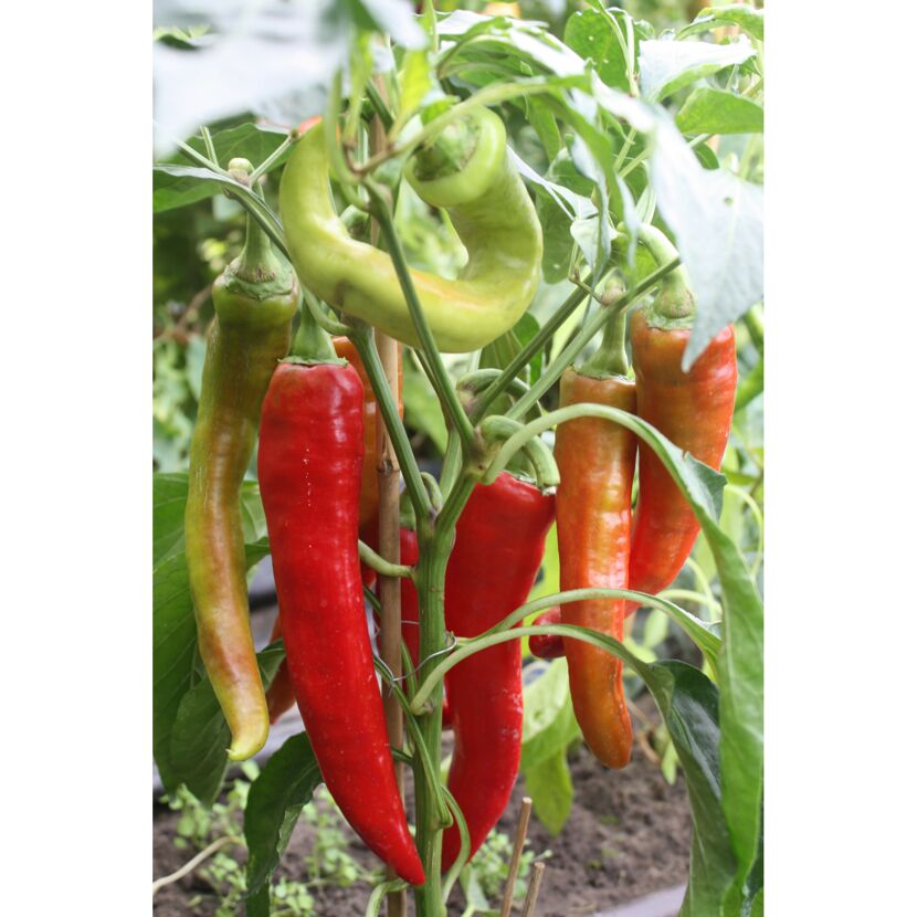 Paprikapflanze mit roten und grünen Paprika