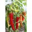 Verkleinertes Bild von Naturtalent by toom® Bio-Gemüseraritäten verschiedene Sorten 12 cm Topf