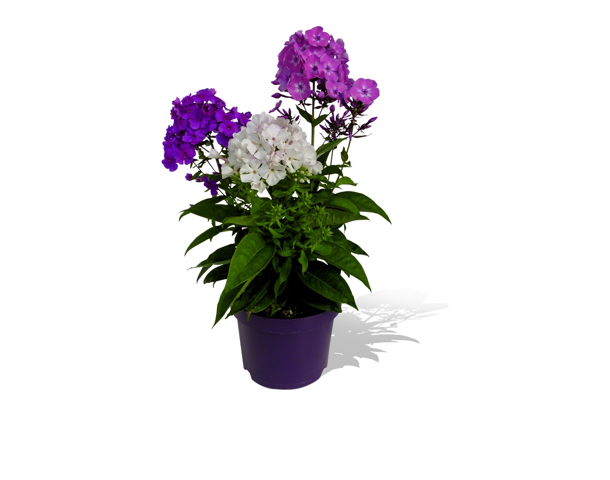 Lila und weiße Flammenblume im Topf