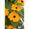 Orangefarbene Thunbergia mit dunkler Mitte