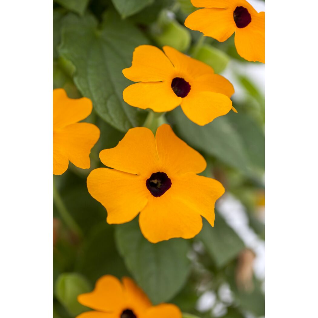 Orangefarbene Thunbergia mit dunkler Mitte
