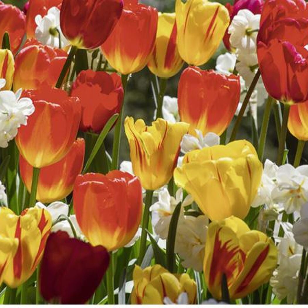 Bunte Tulpen und Narzissen
