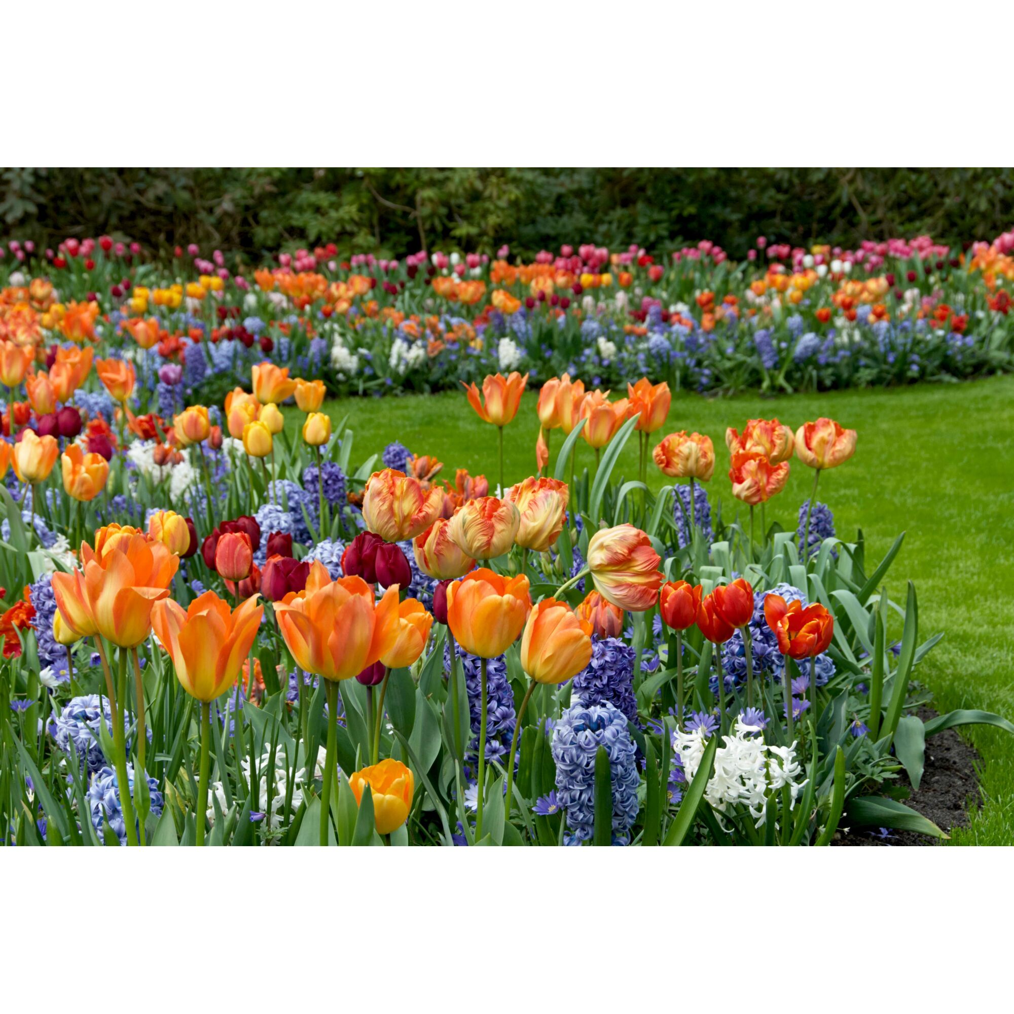Bunte Tulpen und Hyazinthen in einem Gartenbeet