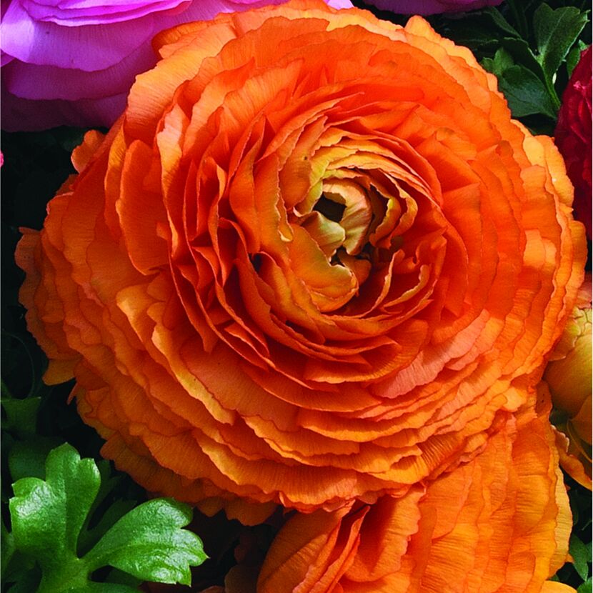 Orange Ranunkelblüte