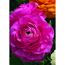 Nahaufnahme einer pinken Ranunkelblüte