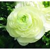 Weiße Ranunkelblüte mit grünen Blättern