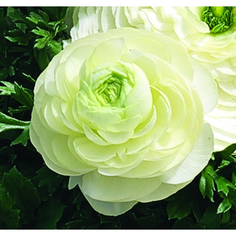 Weiße Ranunkelblüte mit grünen Blättern