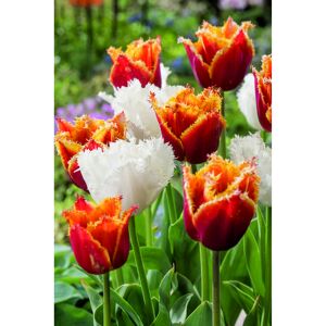 gefranste Tulpen