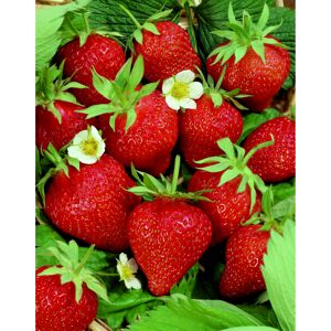 Erdbeere 'Delizz' 2er-Set