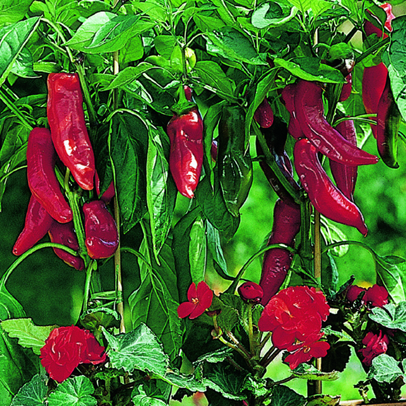 Spitzpaprika "Toscana"