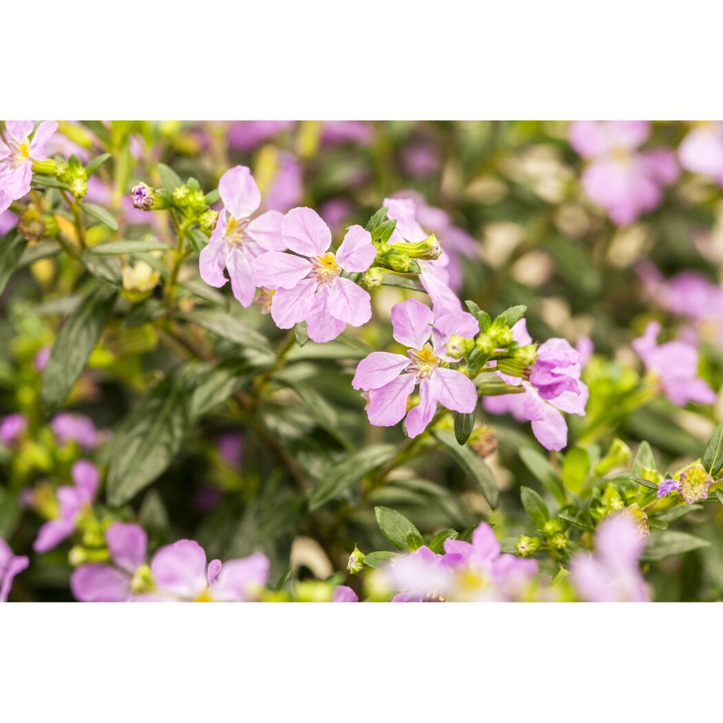 Lila Blüten der Cuphea FloriGlory