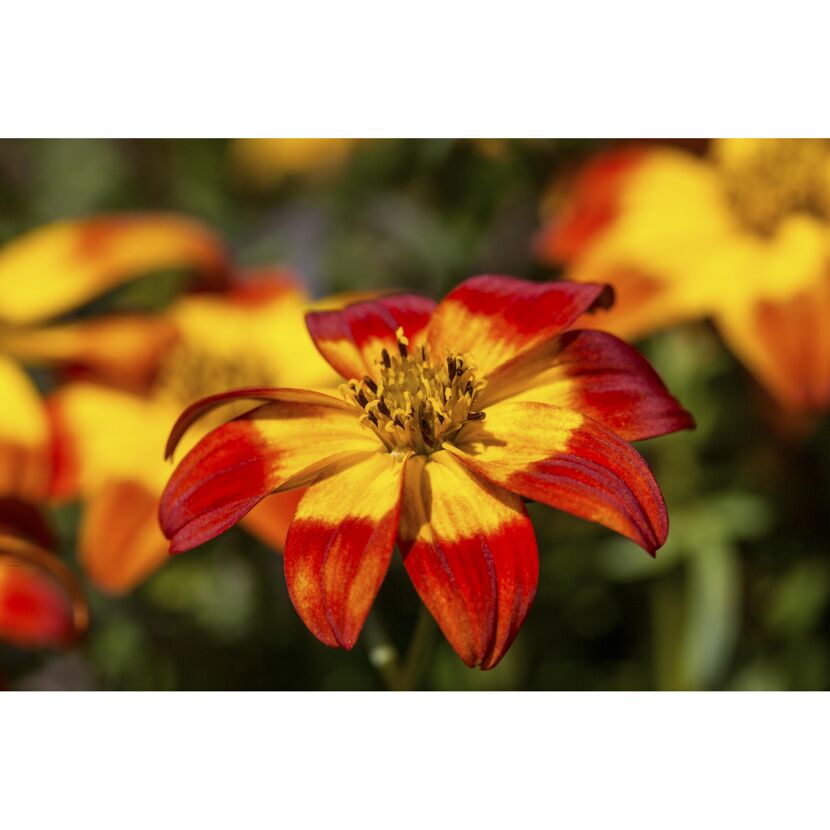Nahaufnahme einer rot-gelben Blume.