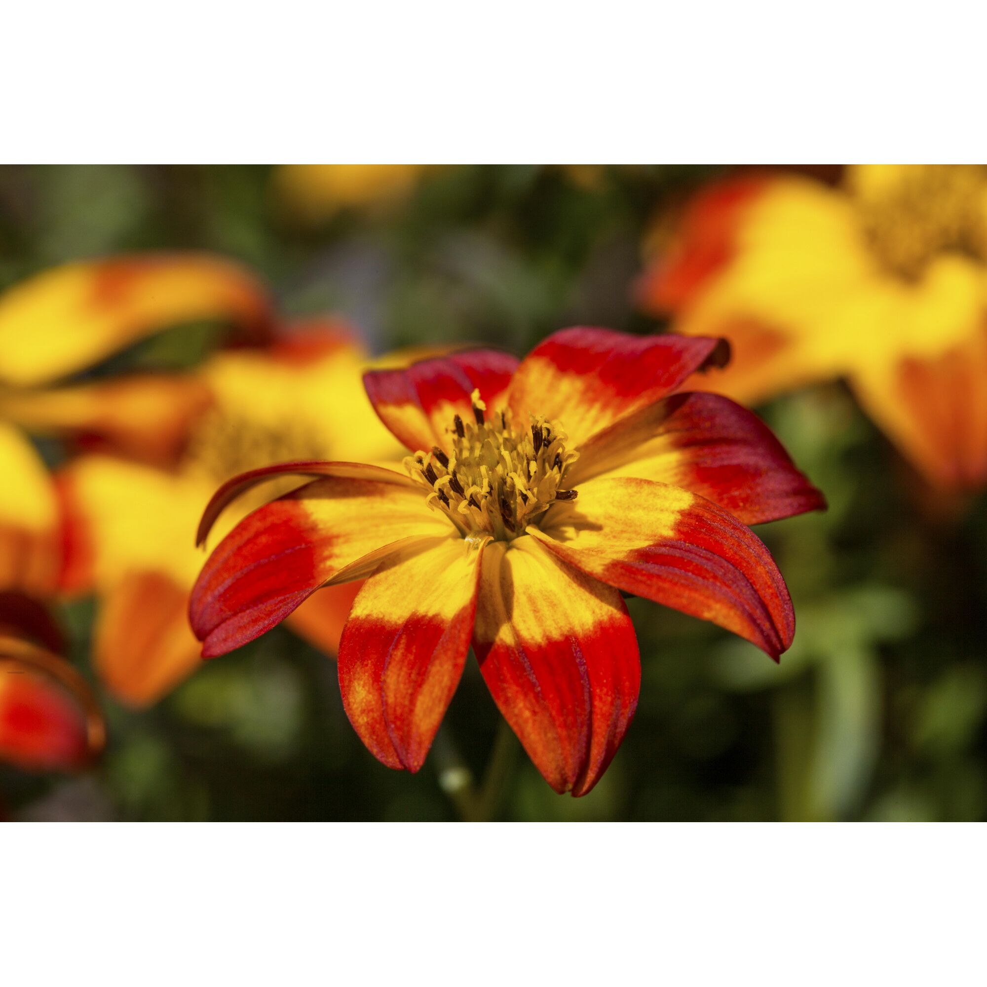 Nahaufnahme einer rot-gelben Blume.