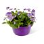 Lila Stiefmütterchen in einem violetten Topf