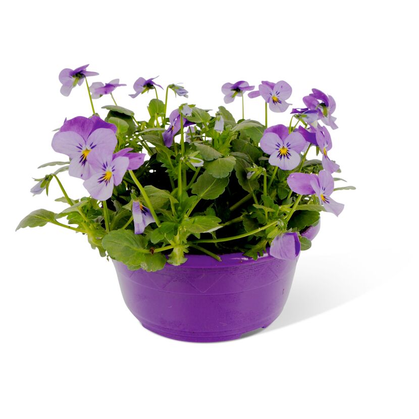 Lila Stiefmütterchen in einem violetten Topf