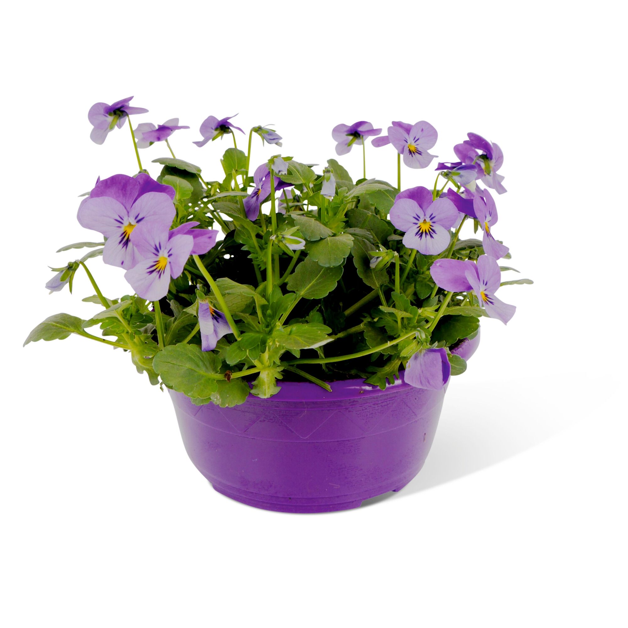 Lila Stiefmütterchen in einem violetten Topf