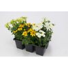Weiße und gelbe Blüten im Tray