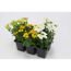 Weiße und gelbe Blüten im Tray