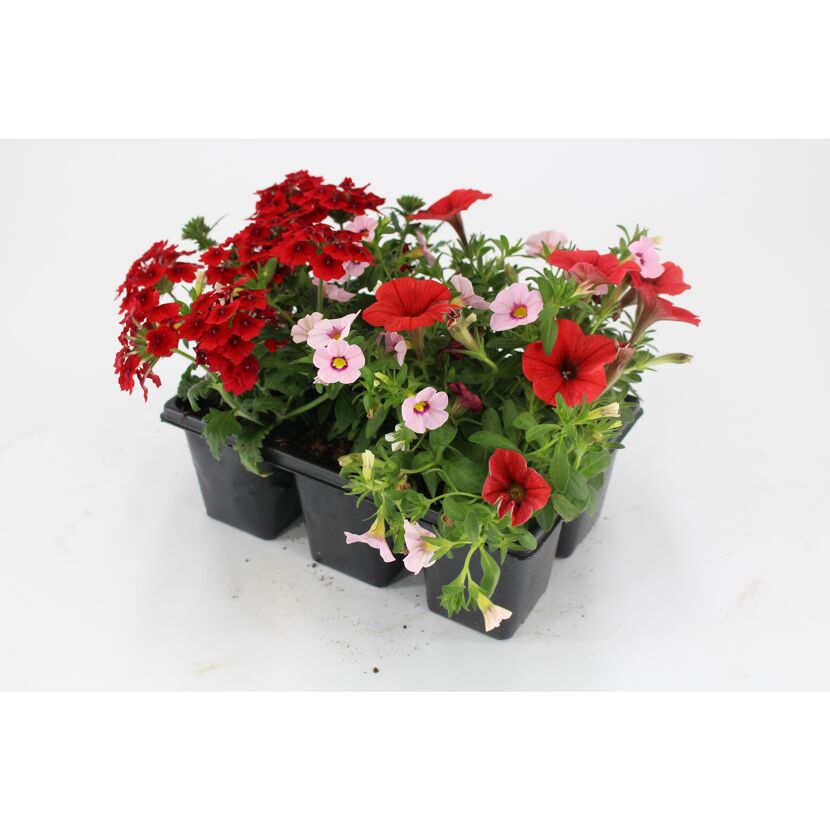 Blühende rote und rosa Verbenen und Petunien im Tray