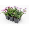 Blumentopf mit rosa und violetten Blüten