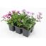 Blumentopf mit rosa und violetten Blüten