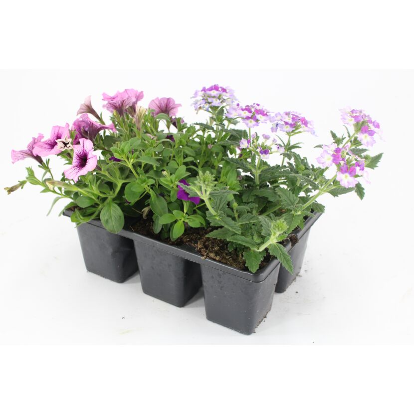 Blumentopf mit rosa und violetten Blüten