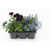 Lila und blaue Blüten in einer schwarzen Anzuchtschale