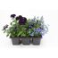 Lila und blaue Blüten in einer schwarzen Anzuchtschale