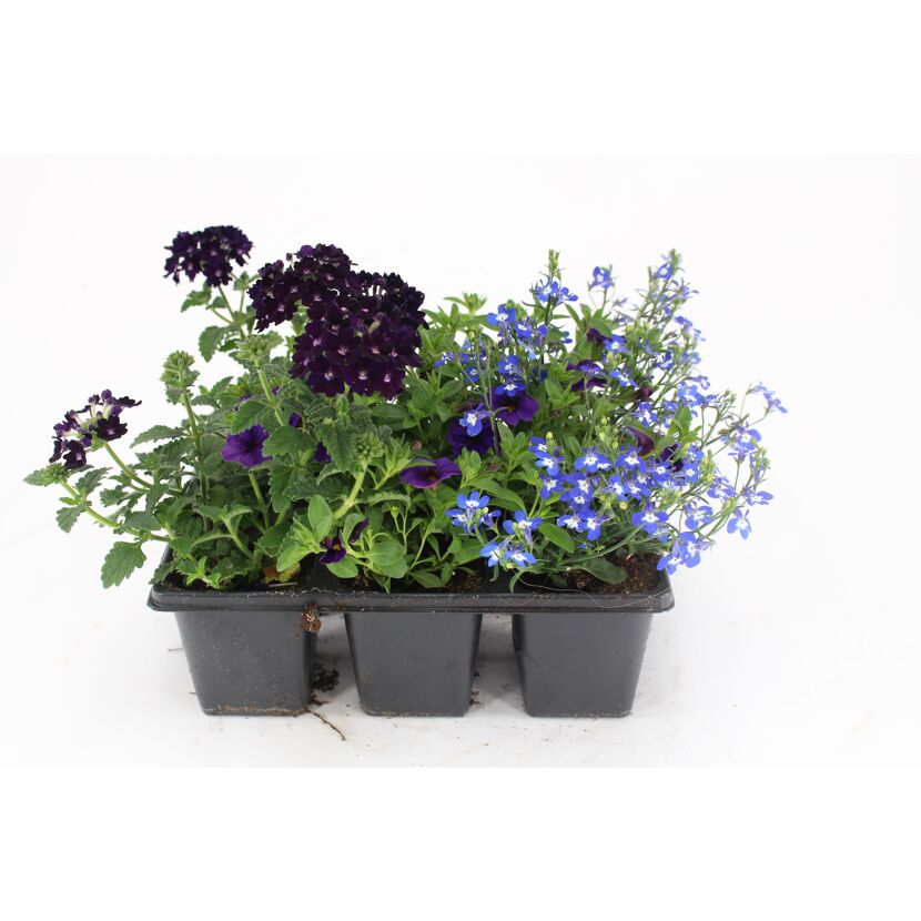 Lila und blaue Blüten in einer schwarzen Anzuchtschale