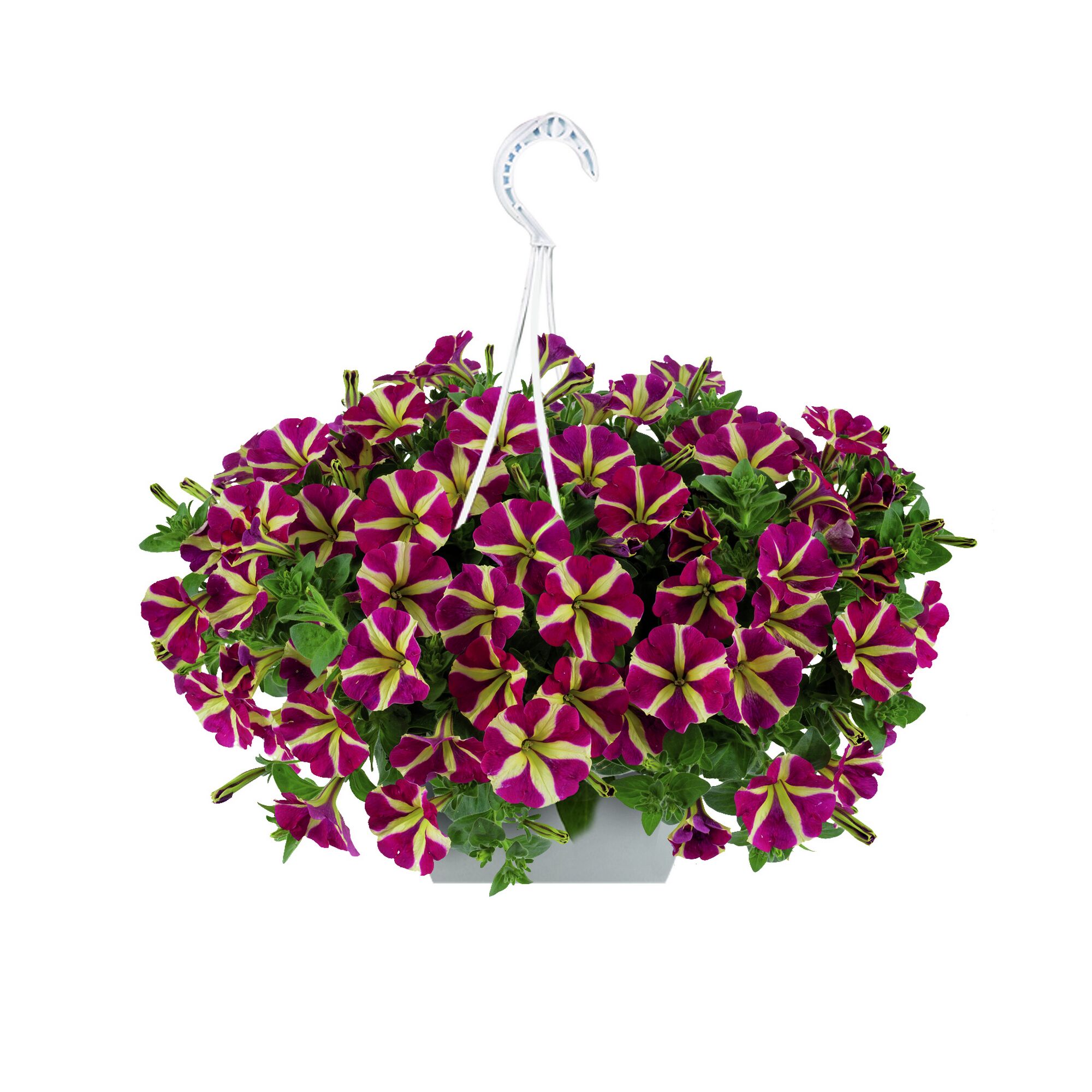 Hängepetunie Amore mit pink-gelben Blüten