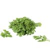 Naturtalent by toom® Bio-Petersilie glatt, 12 cm Topf