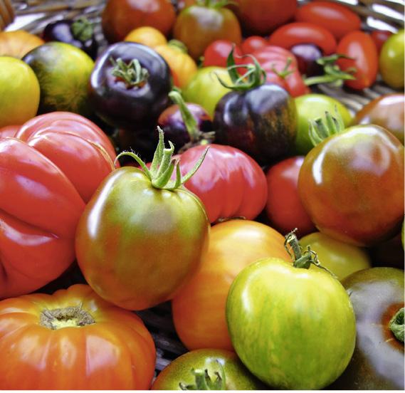 Tomate verschiedene historische Sorten 10,5 cm Topf + product picture