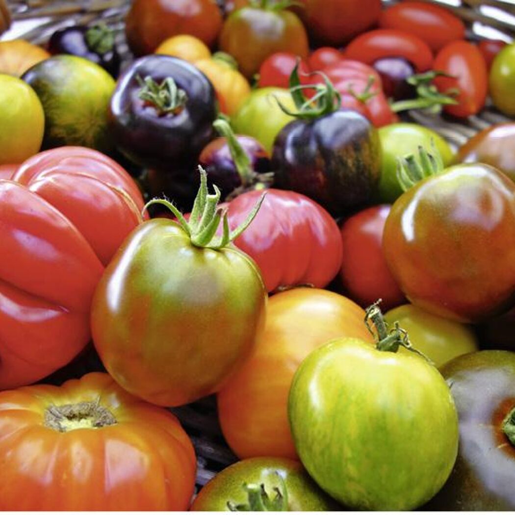Bunte Tomaten in einem Korb.