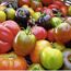 Verkleinertes Bild von Tomate verschiedene historische Sorten 10,5 cm Topf