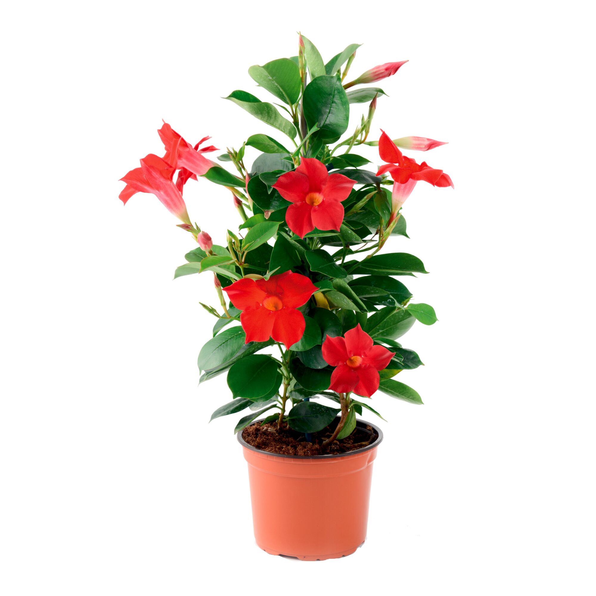 Dipladenia mit roten Blüten im Topf