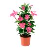 Dipladenia im Topf