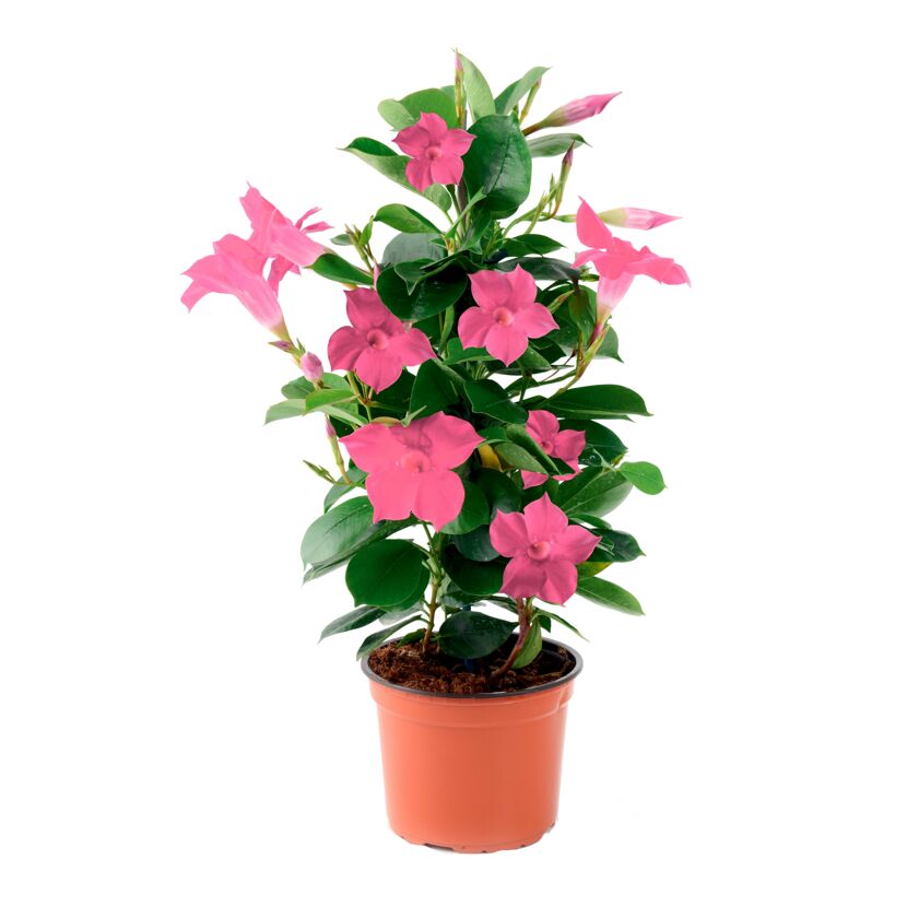 Dipladenia im Topf