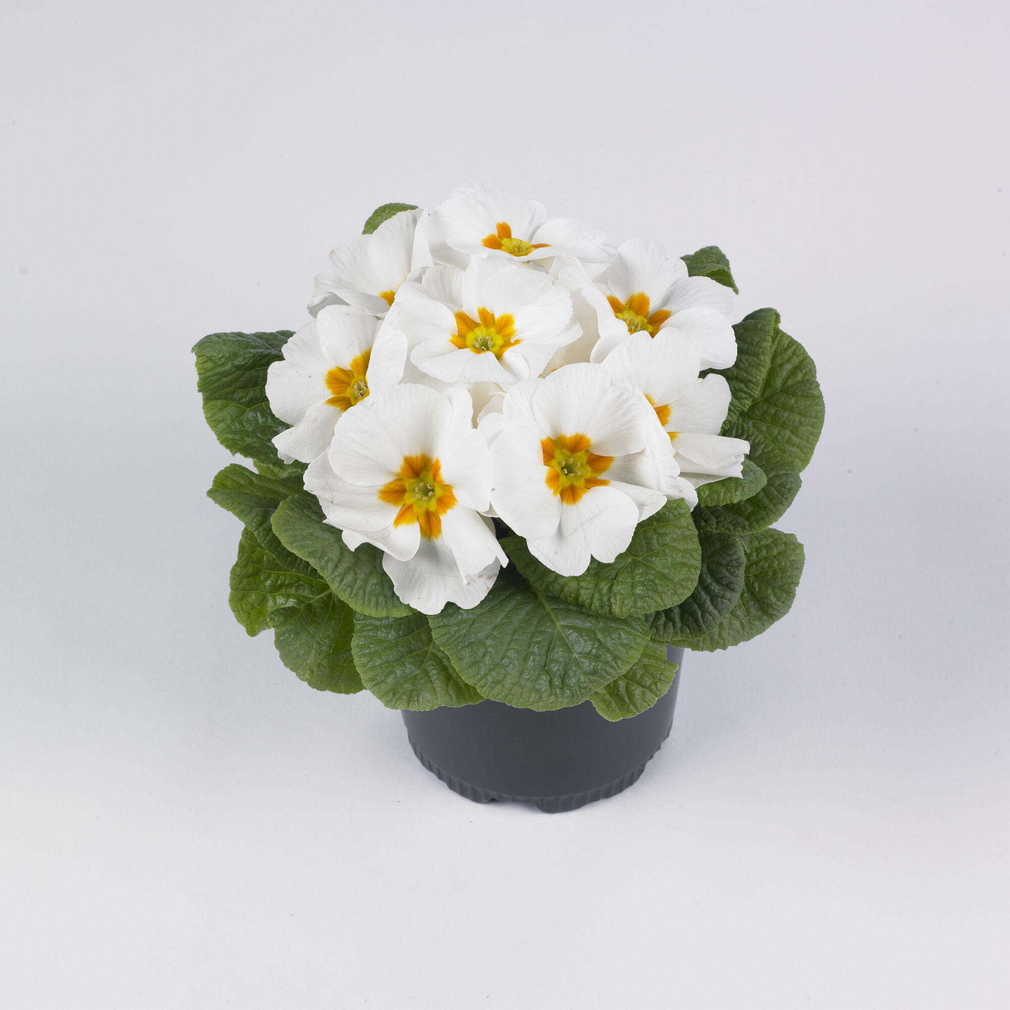 Weiße Primeln in schwarzem Topf