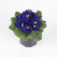 Topf mit blauen Primeln