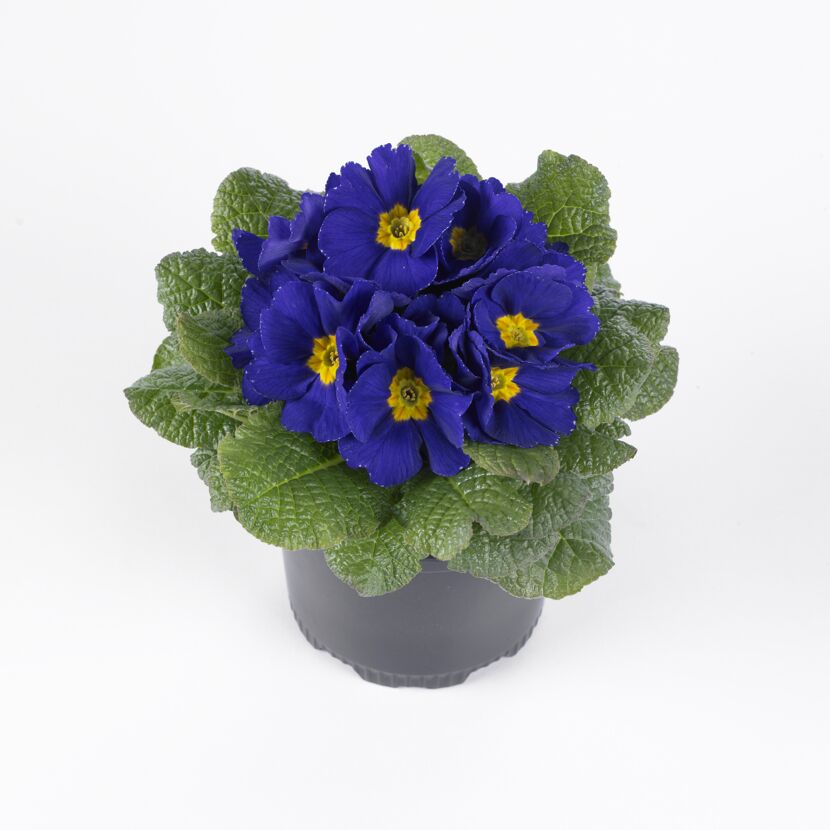 Topf mit blauen Primeln