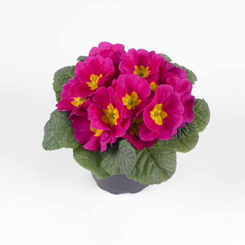 Topf mit pinken Primeln