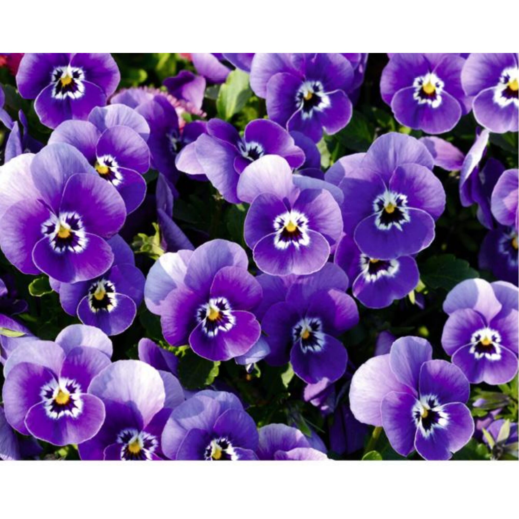 Lilafarbene Stiefmütterchenblüten
