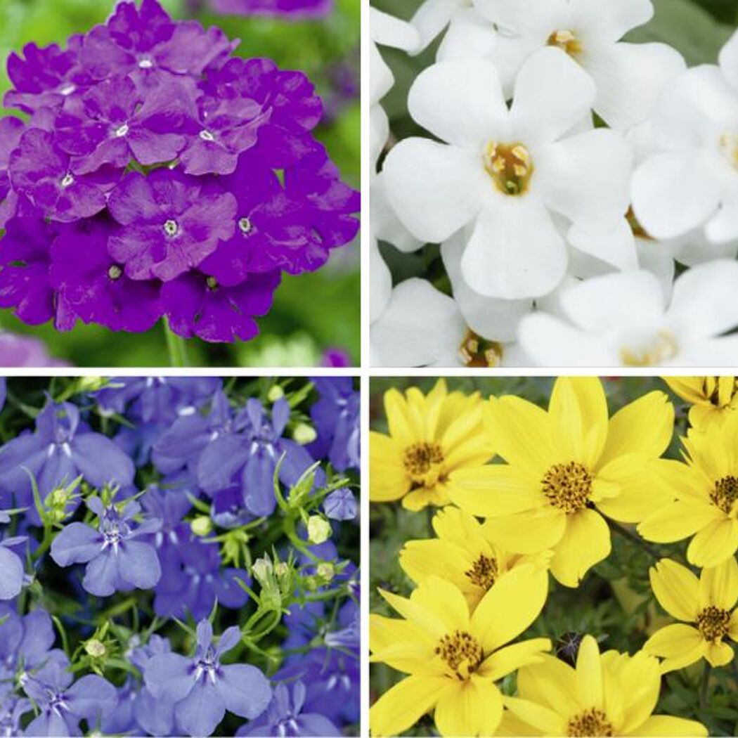 Lila, weiße, blaue und gelbe Blumen