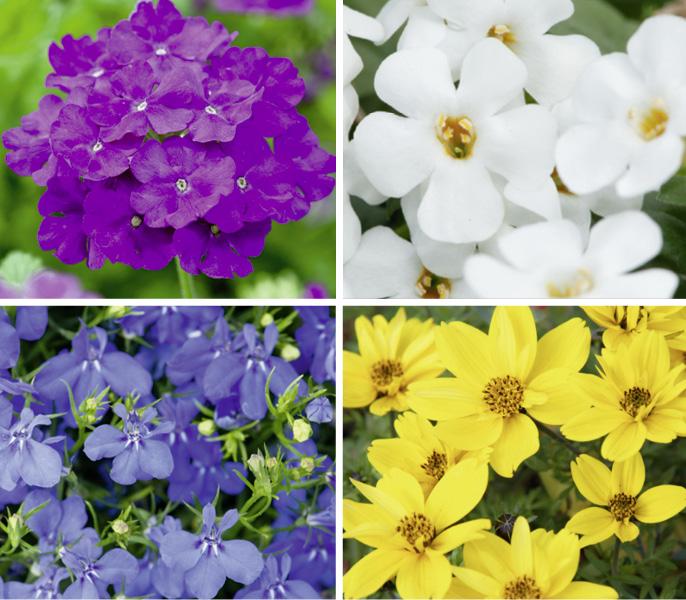 Lila, weiße, blaue und gelbe Blumen