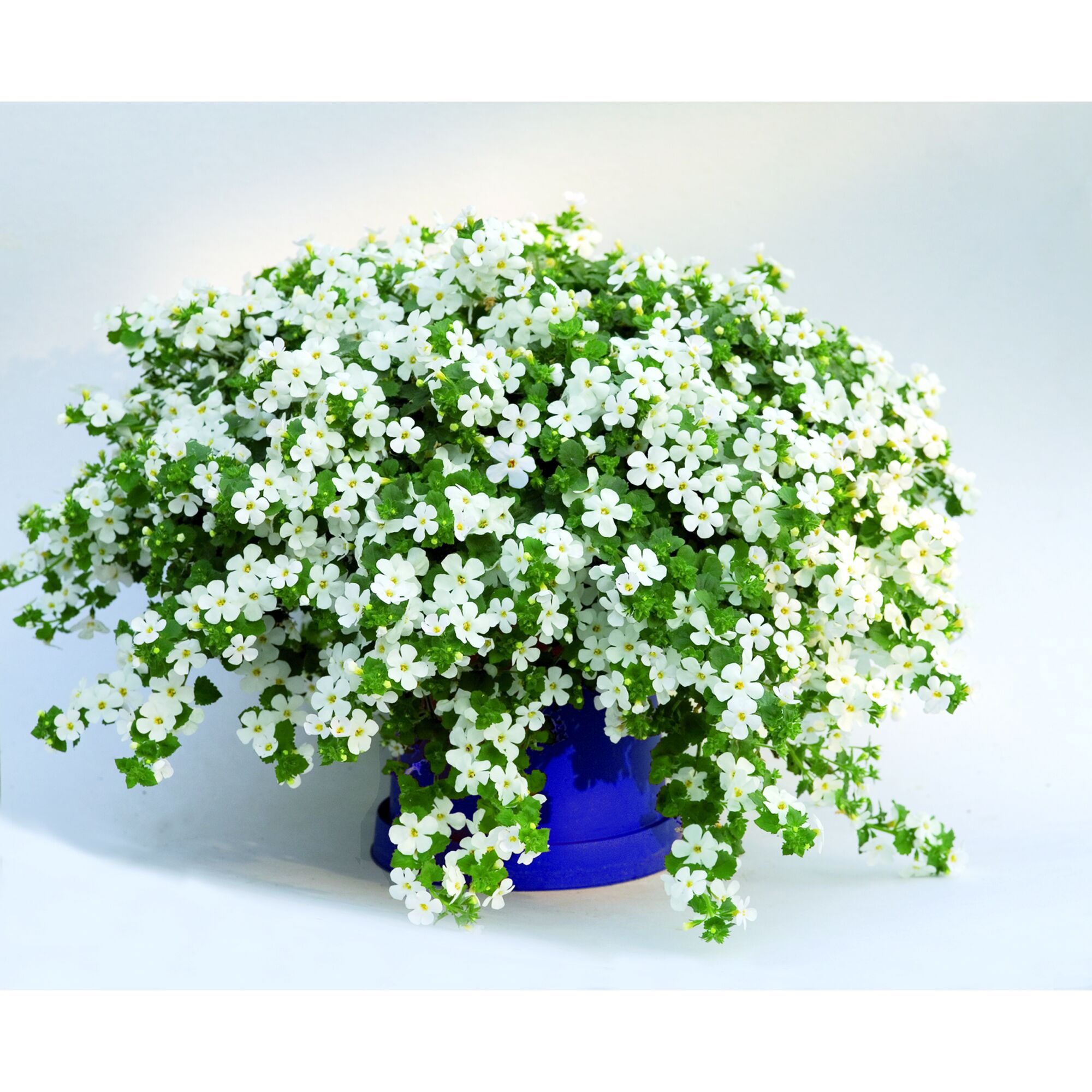 Weiße Blüten der Schneeflocke im blauen Topf