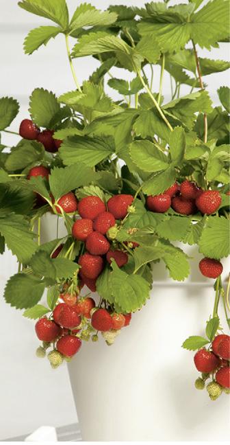 Erdbeerpflanze mit roten Früchten