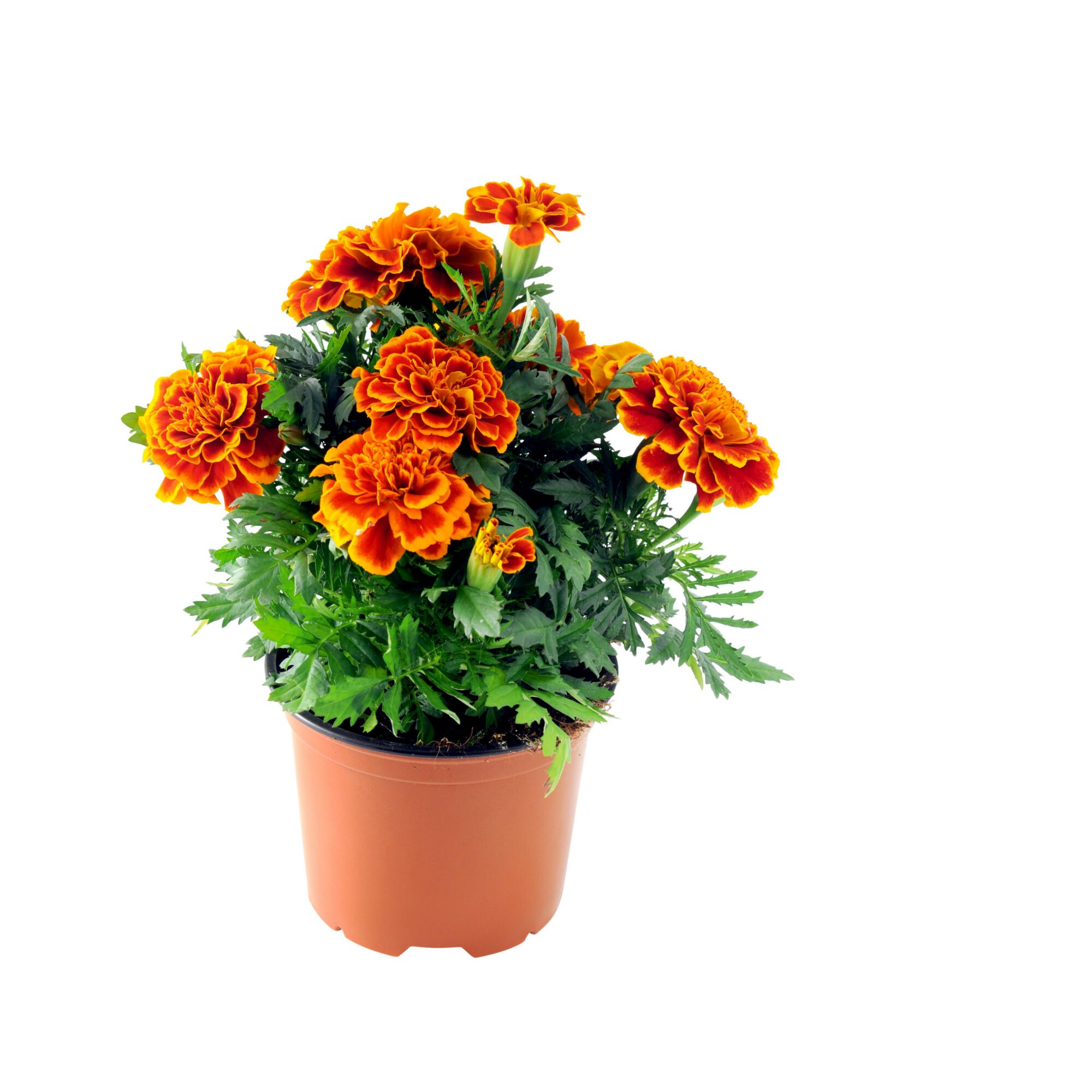 Topf mit Studentenblumen