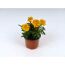 Gelbe Studentenblumen im Topf