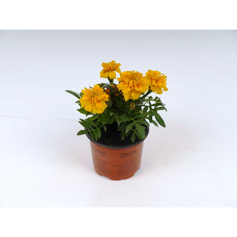 Gelbe Studentenblumen im Topf