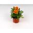 Orange Studentenblume im Topf